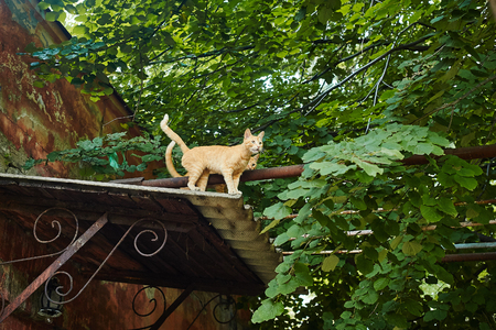 Two red cats on the roofのeditorial素材