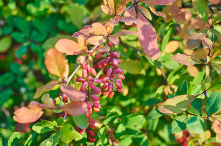 Red barberry berries on the tree in autumn.の写真素材