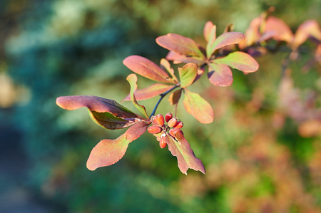 Red barberry berries on the tree in autumn.の写真素材