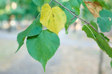 Yellow and green leaves on branch. Autumn concept.の写真素材