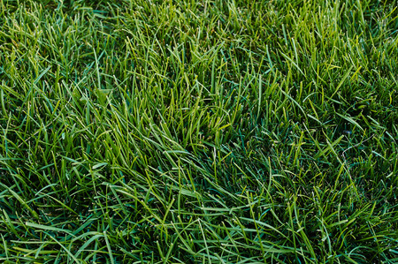 Background of a green grassの写真素材