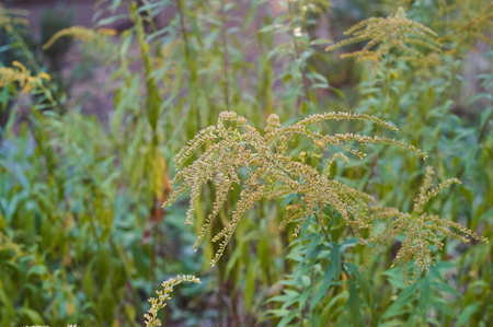 Beautiful yellow goldenrod flowers blooming. Beautiful flowers of autumn.の写真素材