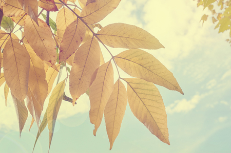 Yellow leaf on blue sky background. Autumn concept. Toned image.wの写真素材