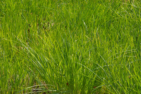 Background of green grassの写真素材