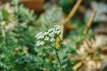 Parsley flowers in full bloom in autumnの写真素材