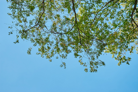Green leaves against the blue skyの写真素材