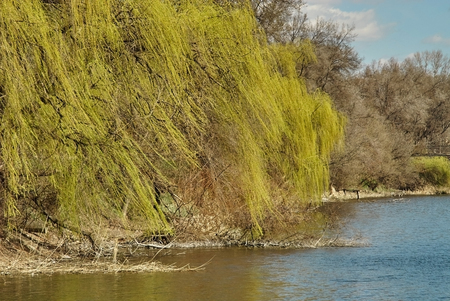 Weeping willow tree on the bank of a river in the park.