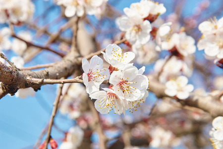 Branch with white cherry blossoms flowersの写真素材