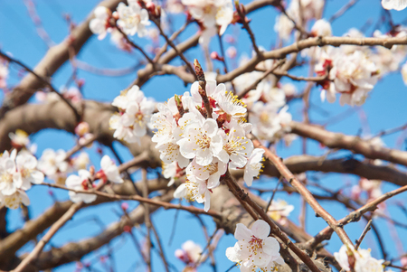 Branch with white cherry blossoms flowersの写真素材