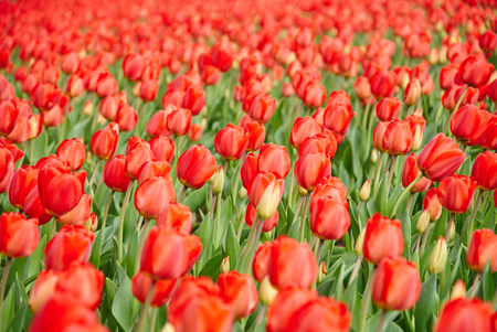Beautiful bouquet of red tulips. Tulips in spring. Field of tulipsの写真素材
