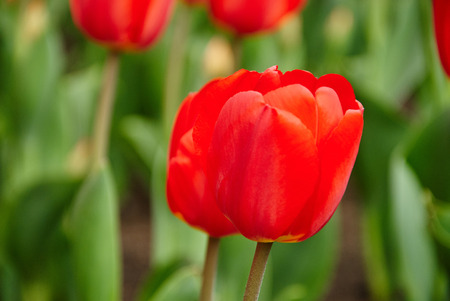 Beautiful bouquet of red tulips. Tulips in spring. Close upの写真素材