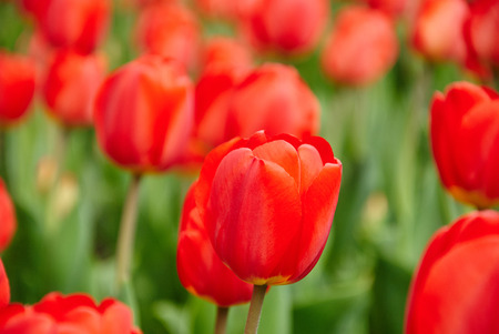 Beautiful bouquet of red tulips. Tulips in spring. Close upの写真素材
