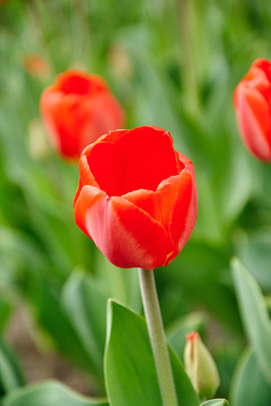 Beautiful bouquet of red tulips. Tulips in spring. Close upの写真素材