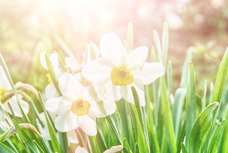 Field with bright white Narcissus. Shallow dof and sunlight.の写真素材