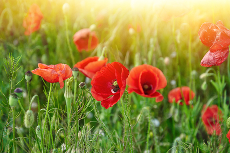 Field of red poppies in bright sunlight. Close up imageの写真素材