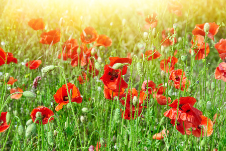 Field of red poppies in bright sunlight. Close up imageの写真素材