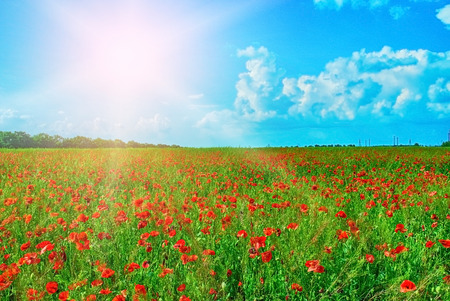 Red poppies field in bright sunlight. Sunny dayの写真素材