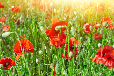 Field of red poppies in bright sunlight. Close up imageの写真素材