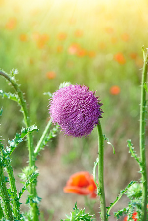 Close up of round spiky purple flowers on purple plant stemの写真素材