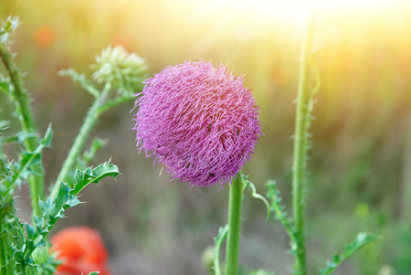 Close up of round spiky purple flowers on purple plant stemの写真素材