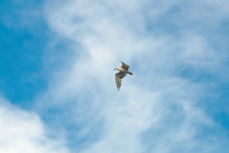 The seagull in the sky against soft beautifull cloud. Nature compositionの写真素材