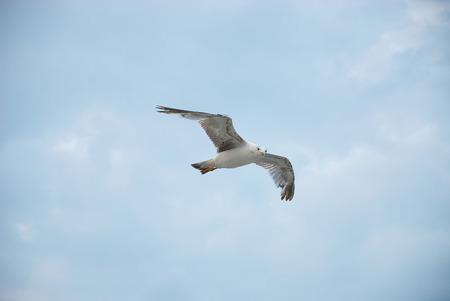 Seagul against a beautiful sky with clouds. Nature composition. Place for textの写真素材