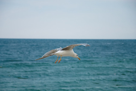 Seagul against a beautiful sky with clouds. Nature composition. Place for textの写真素材