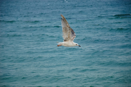 Seagul against a beautiful sea. Nature composition. Place for textの写真素材