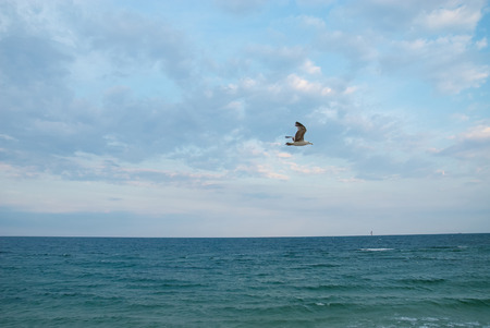 Seagul against a beautiful sky with clouds. Nature composition. Place for textの写真素材