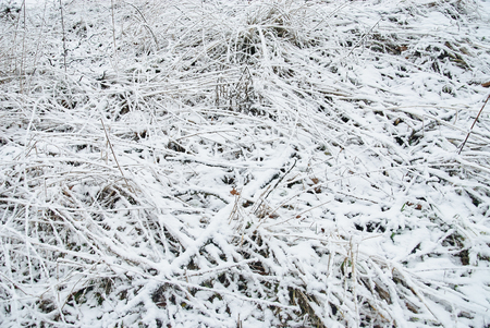 Texture of a grass under the snow. Winter conceptの写真素材