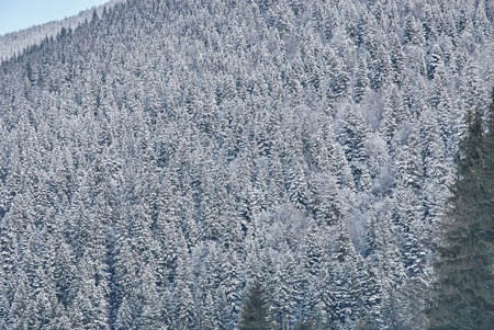 Conifer forest in winter covered by snow. Winter conceptの写真素材