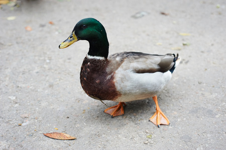 Beautifull colored duck walking on the zoo in Odessa, Ukraineの写真素材