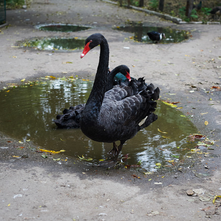 Beautiful portrait of the black swan on the zoo in Odessa, Ukraineの写真素材