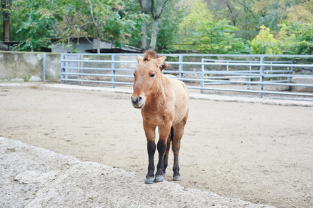 Beautiful portrait of the the small brown horse on the zoo in Odessa, Ukraineの写真素材