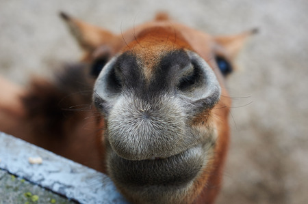 Beautiful portrait of the smiling horse on the zoo in Odessa, Ukraineの写真素材