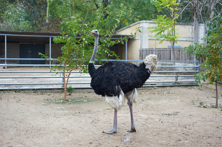 Beautiful black ostrich walking on the zoo in Odessa, Ukraineの写真素材