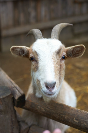 Beautiful portrait of the smiling goat looking at the cameraの写真素材