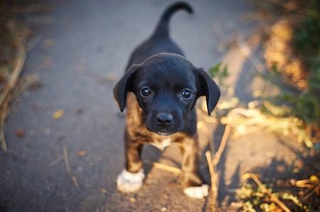 Beautiful black abandoned puppy looking at the cameraの写真素材