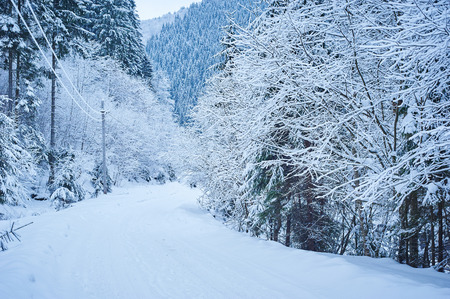 Winter road after the snowfall through forest covered in snow. Cold toned.の写真素材