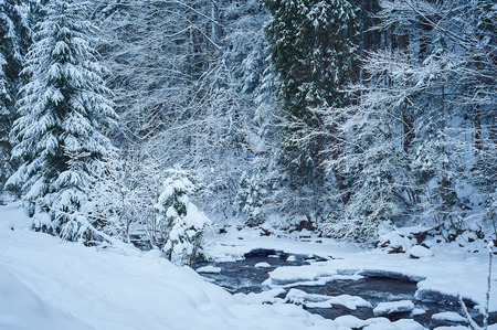 Winter mountain river after the snowfall. Forest covered in snow. Cold toneの写真素材