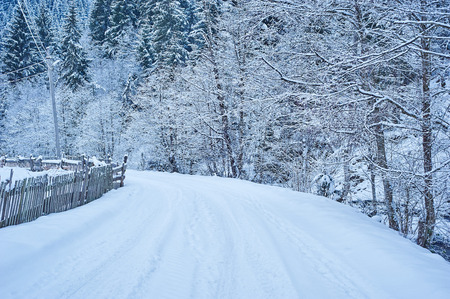 Winter road after the snowfall through forest covered in snow. Road along the fence. Cold toned.の写真素材