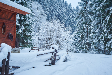 Winter road after the snowfall through forest covered in snow. Road along the fence. Cold toned.の写真素材