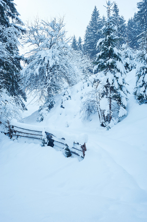 Winter road after the snowfall through forest covered in snow. Road along the fence. Cold toned.の写真素材