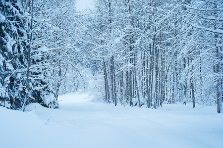 Winter road after the snowfall through forest covered in snow. Cold toned.の写真素材