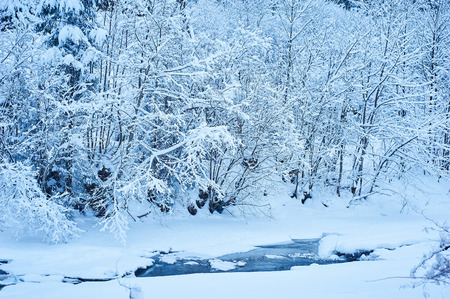 Winter mountain river after the snowfall. Forest covered in snow. Cold toneの写真素材