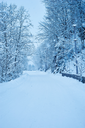 Winter road after the snowfall through forest covered in snow. Cold toneの写真素材