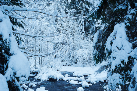 Winter mountain river after the snowfall. Forest covered in snow. Cold toneの写真素材
