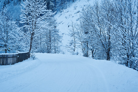 Winter road after the snowfall through forest covered in snow. Road along the fence. Cold toned.の写真素材
