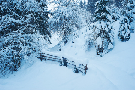 Winter road after the snowfall through forest covered in snow. Road along the fence. Cold toned.の写真素材