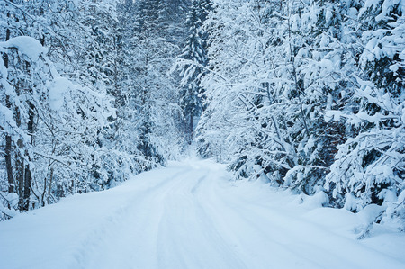 Winter road after the snowfall through forest covered in snow. Cold toned.の写真素材